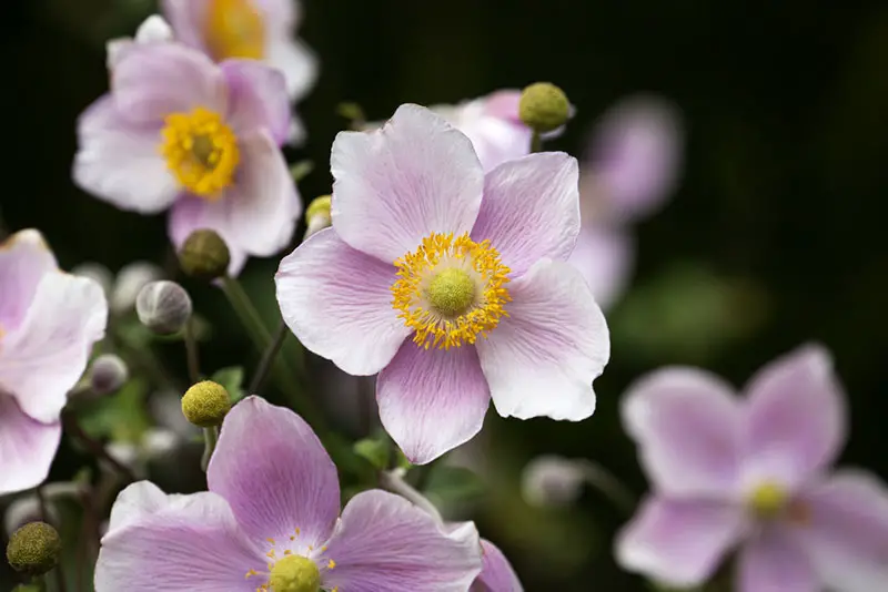 Japanese Anemone