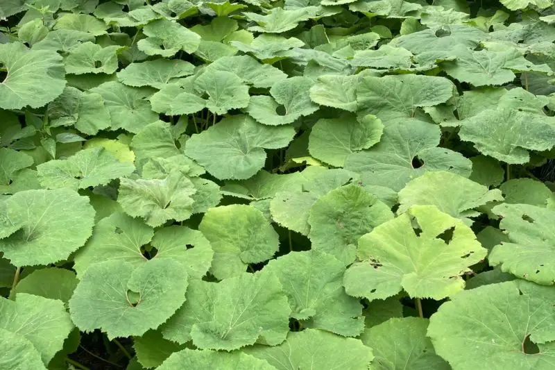 Japanese-Butterbur