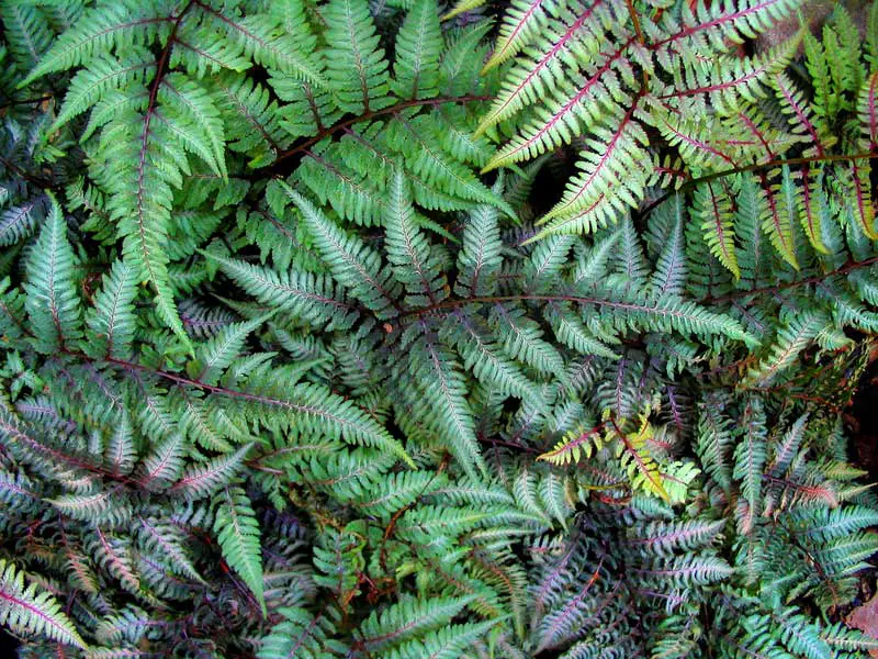 Japanese-Painted-Fern-02