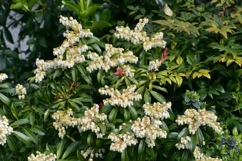 Japanese-Pieris