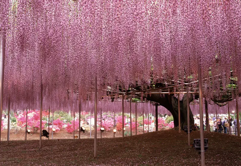 Japanese-Wisteria-Tree