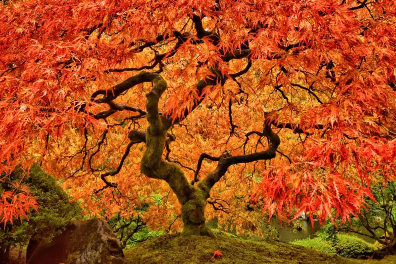 Japanese-maple