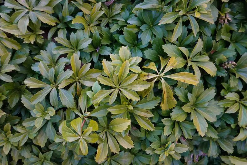 Japanese-spurge