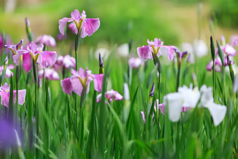 Japanese-water-iris