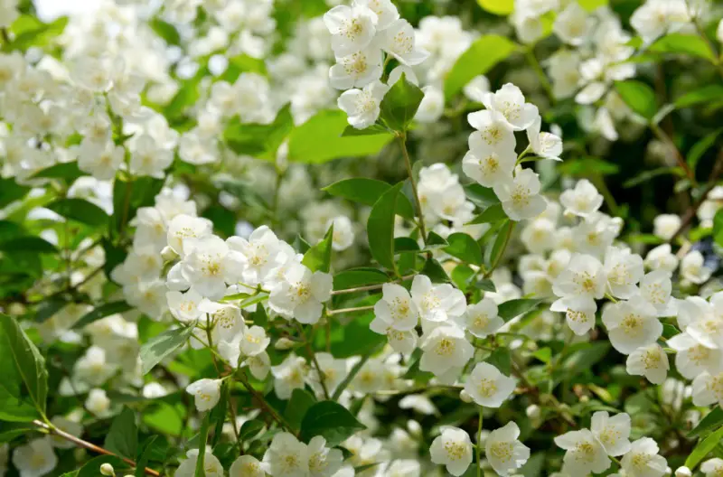 Jasmine