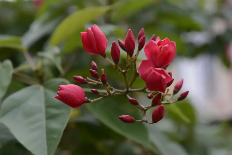 Jatropha