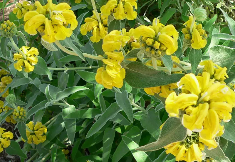 Jerusalem-sage