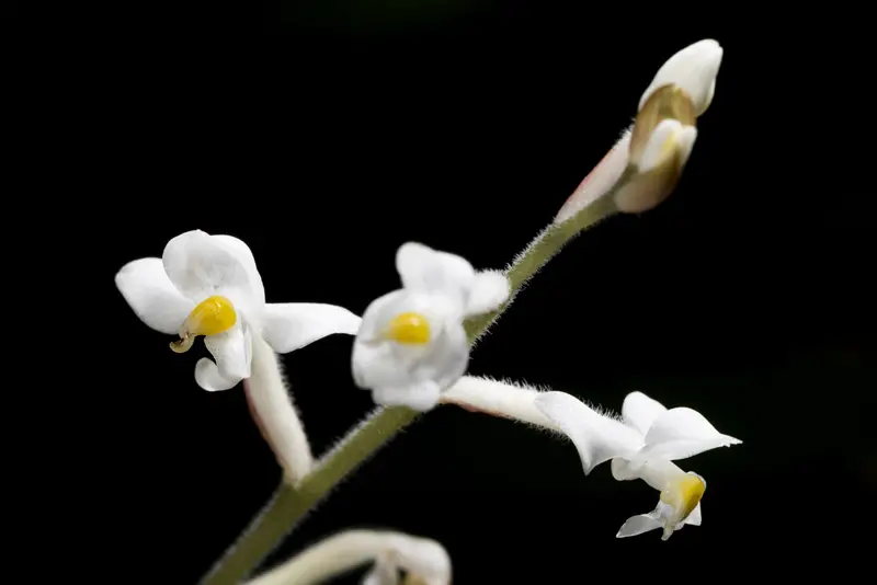 Jewel Orchid