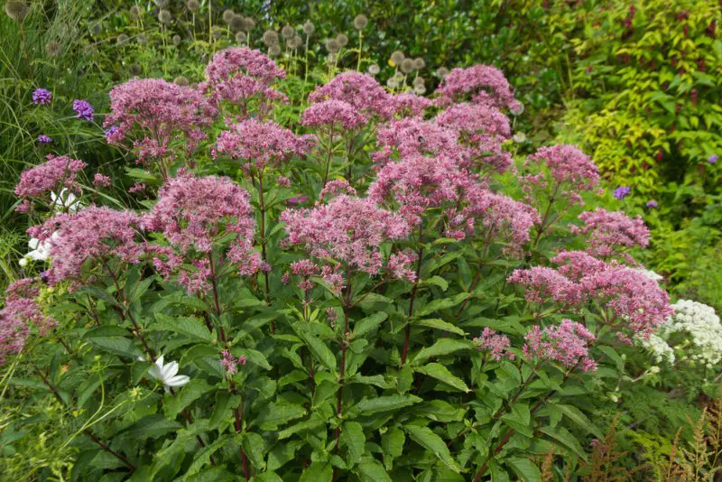 Joe-Pye-weed