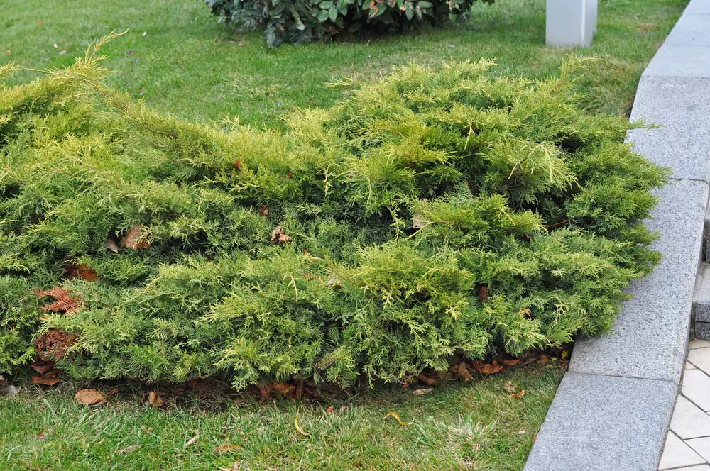  Juniper are coniferous plants with green, needle-like leaves. They do best with full sun, but can survive in partial shade. 