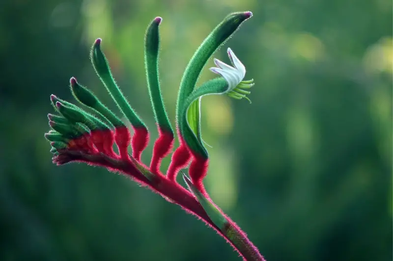 Kangaroo-Paw-flower-02