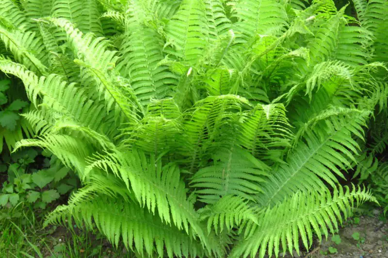 Lady-Fern