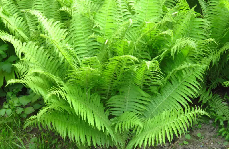 Lady-fern