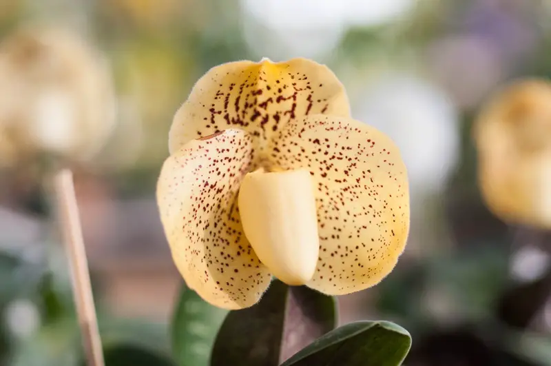 Ladys Slipper Orchid