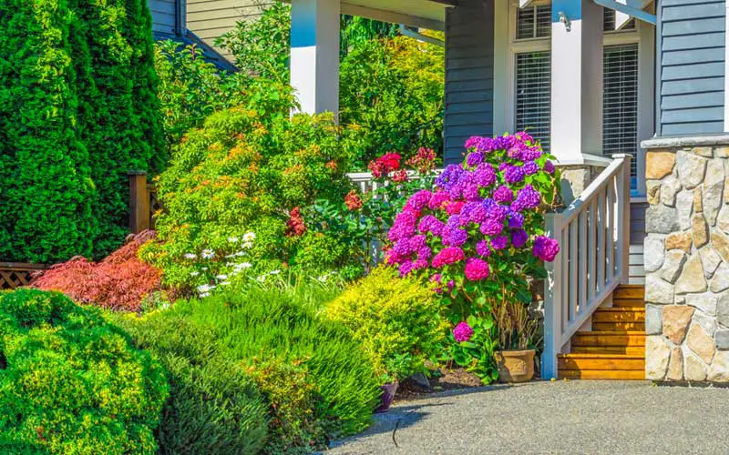 shrub Front Yard