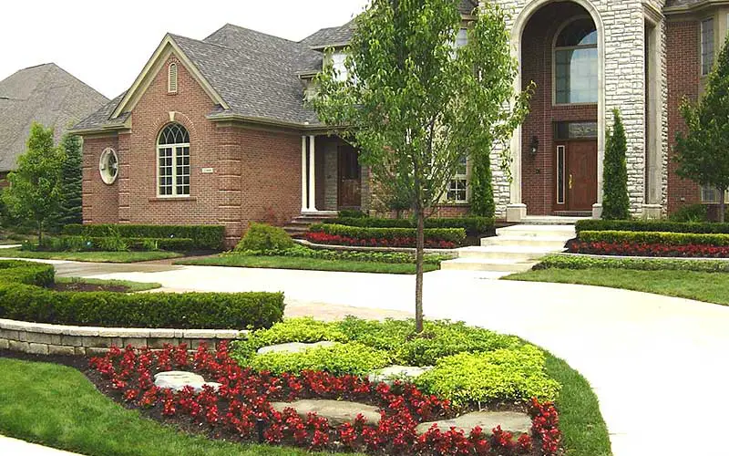 Front Yard small pine trees