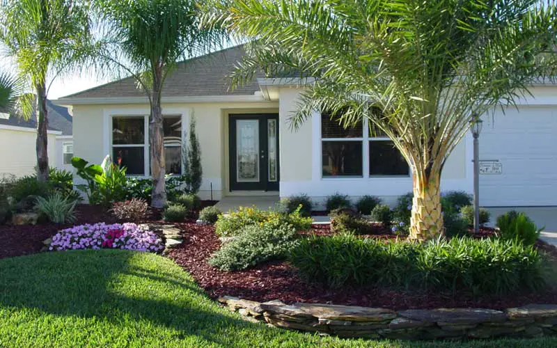 Palm tree Front Yard