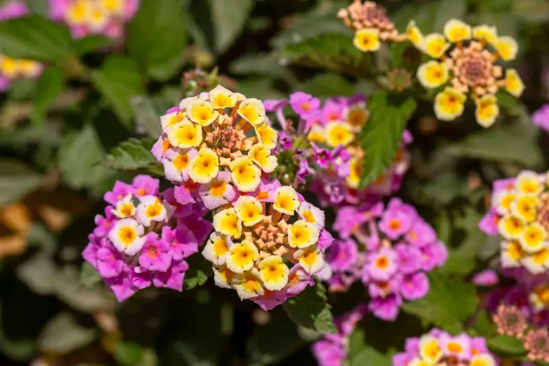 Lantana