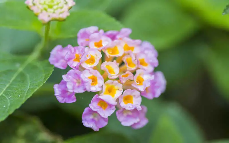 Lantana