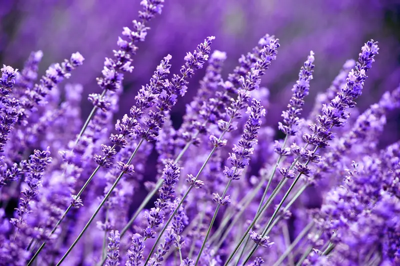 Lavender-01