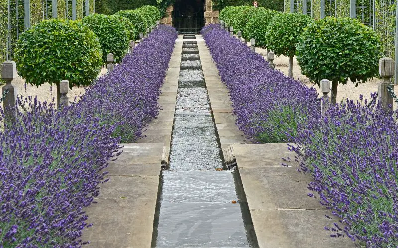 Lavender-Trees