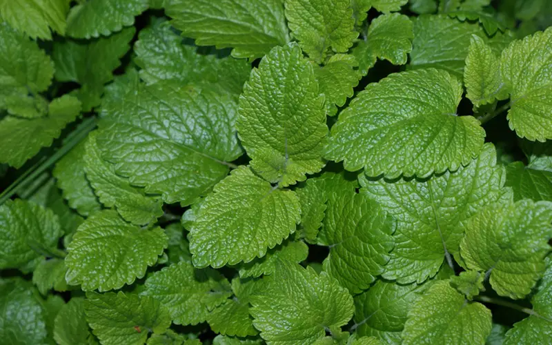 Lemon-Balm-02