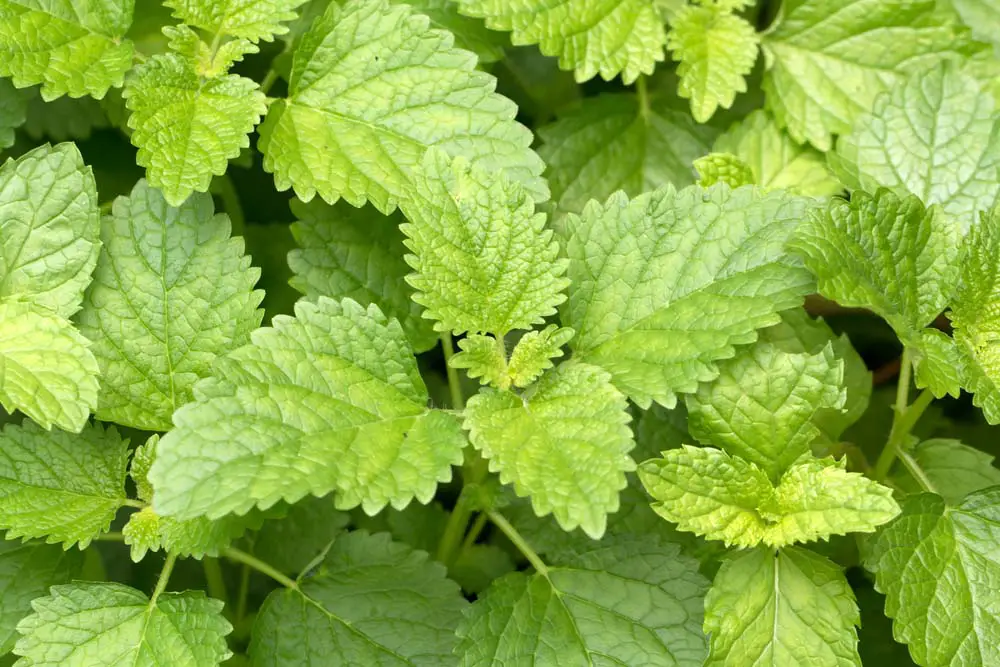 Lemon Balm is a perennial herb that does best in cool weather. It will die back in freezing weather, but regrow in the spring. Lemon Balm loves full sunlight but will do well in partial shade, and require regular, even watering. 