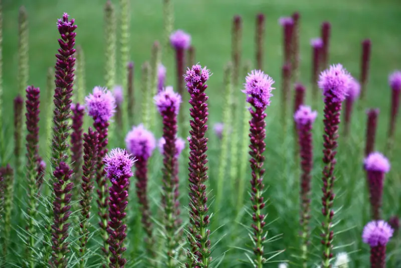 Liatris