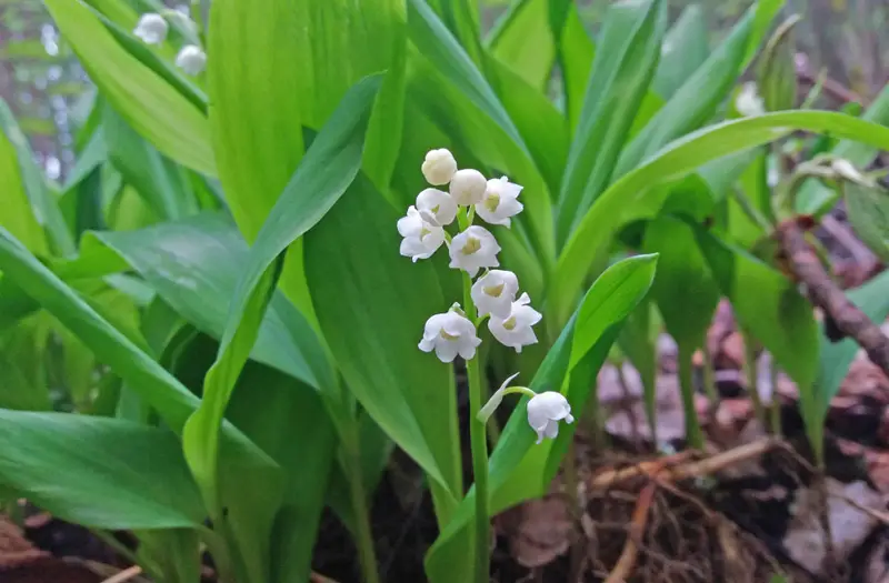 Lily-of-the-Valley-02