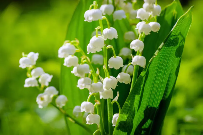 Lily-of-the-Valley