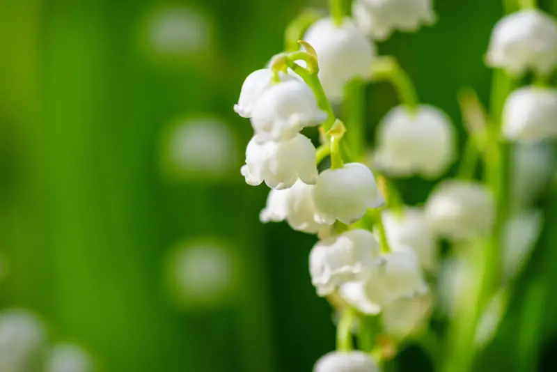 Lily-of-the-Valley