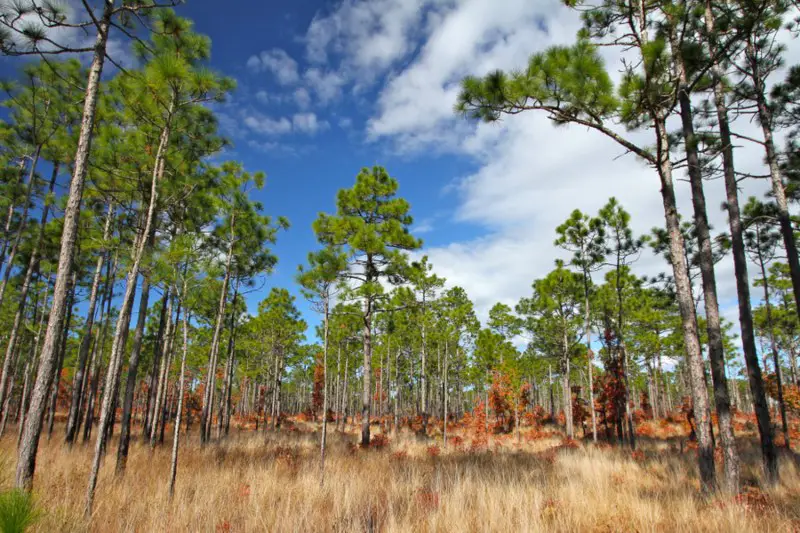 Longleaf-Pine