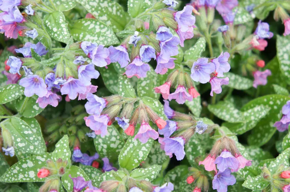  Lungwort is a lovely shade-loving plant with an ugly name. The flowers can be blue, pink, or white, and there can be more than one color of flower on each plant. Lungwort cannot tolerate full sun, and will wilt quickly if planted in full sunlight. 