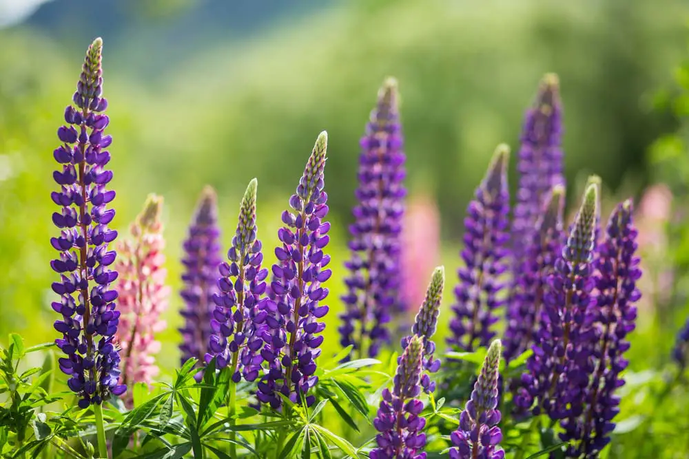  Lupines are spiky, tall plants that have an interesting texture. They come in both annual and perennial varieties. They love full sun, and will attract butterflies to your garden.