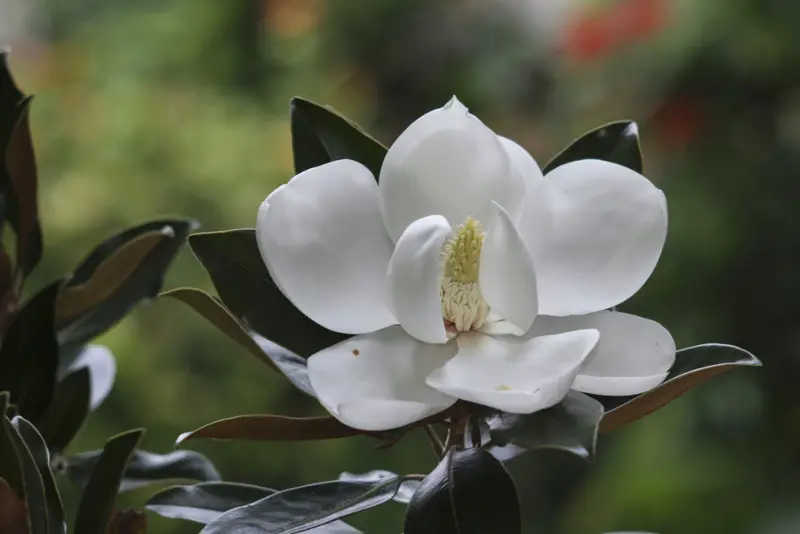 Magnolia - Little-Gem