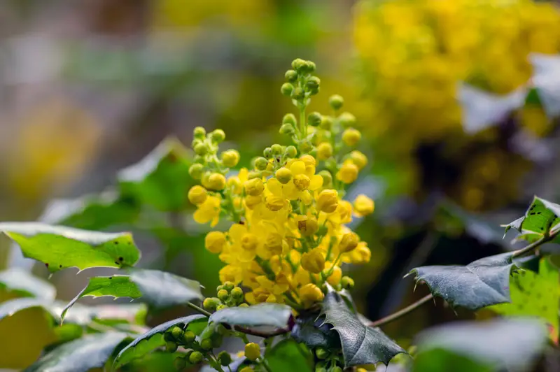 Mahonia-01