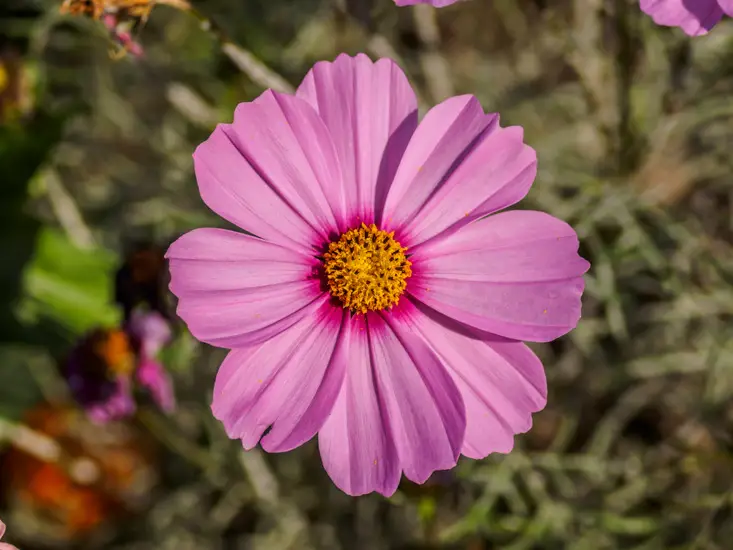 Marguerite Daisies