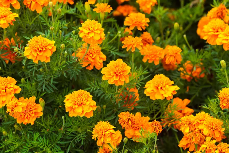 Marigold-flower-01