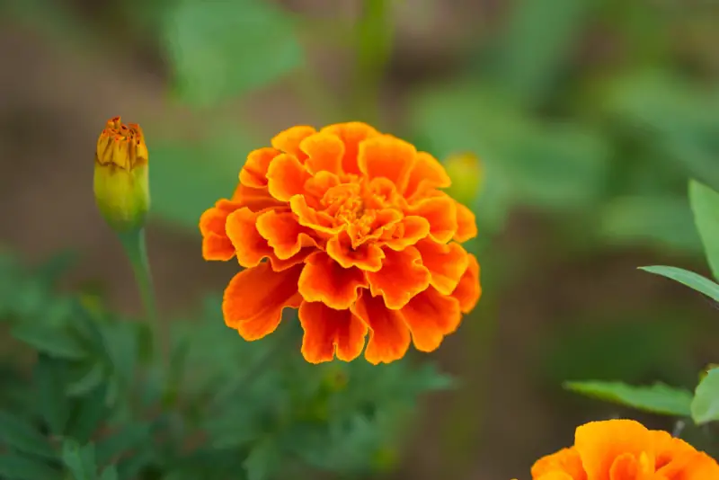 Marigold