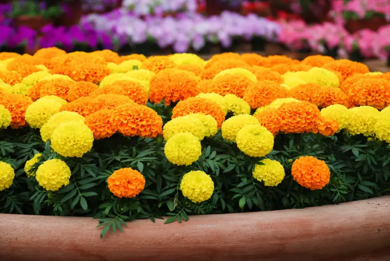 Marigolds