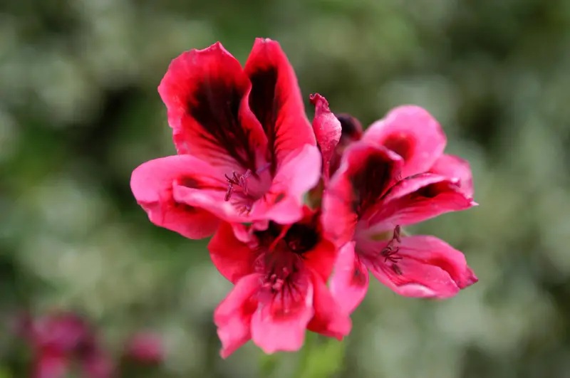 Martha Washington Geranium