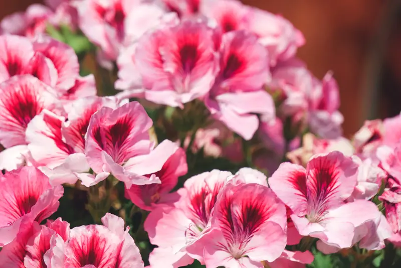 Martha-Washington-Geranium-02