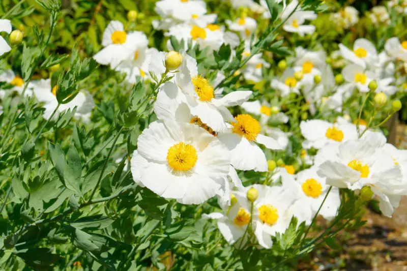 Matilija-Poppy