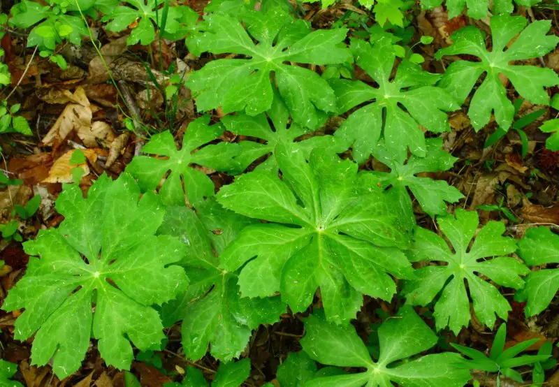 Mayapple