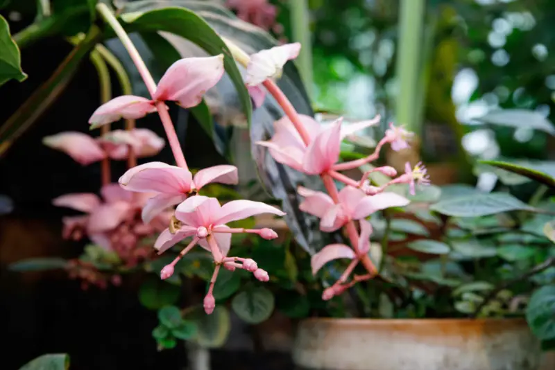 Medinilla