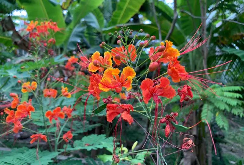 Mexican-Bird-of-Paradise