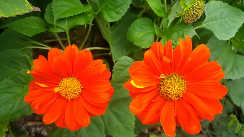 Mexican-Sunflower-02