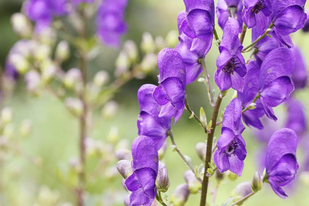 Monkshood