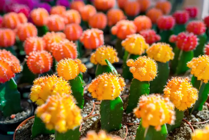 Moon Cactus