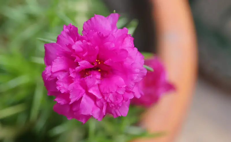 Moss-Rose-02